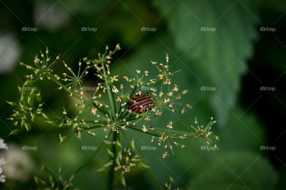 Red black bug on flower