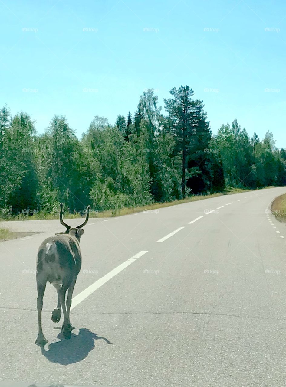 Reindeer on the road