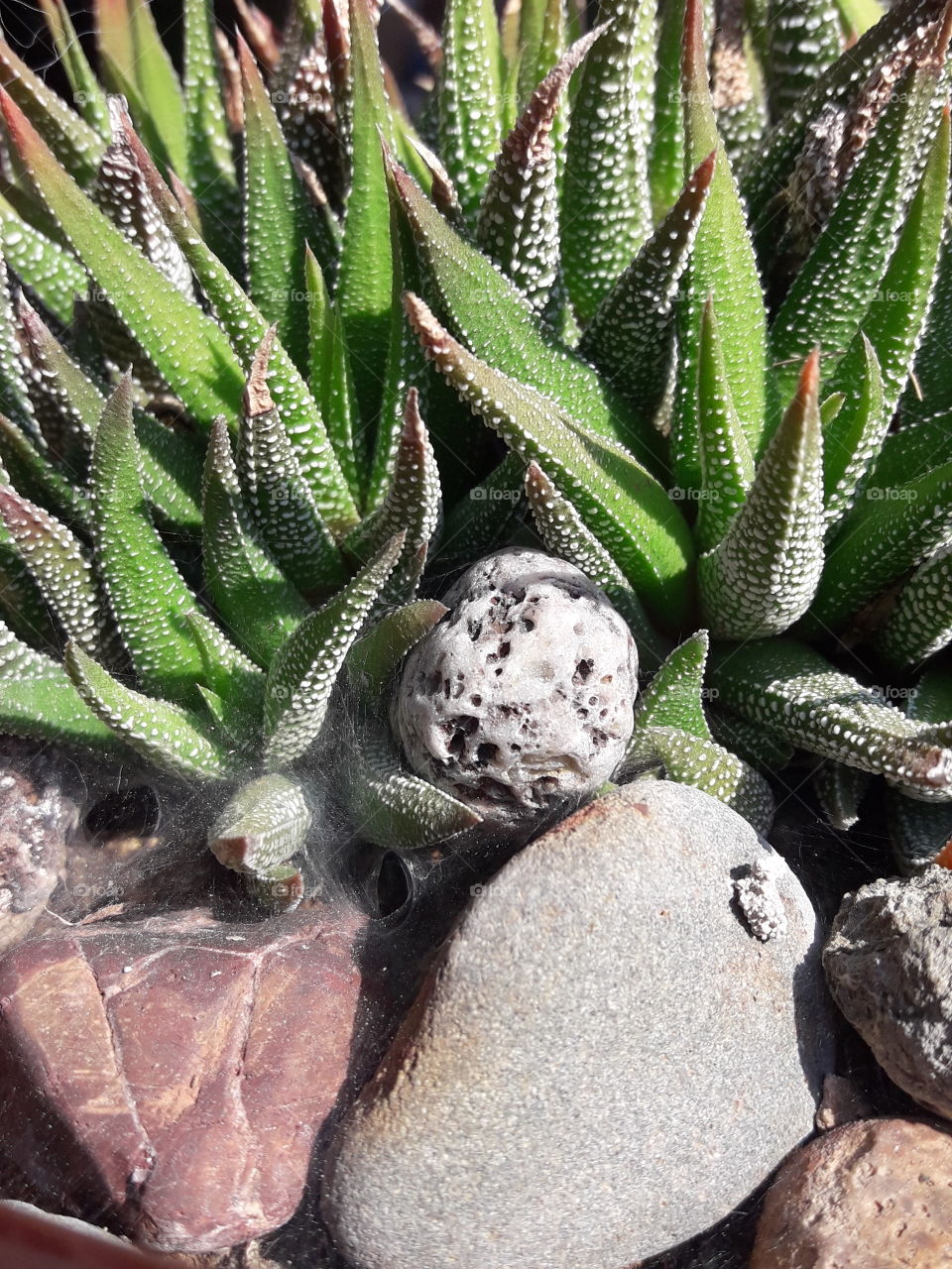 tree cactus with rocks