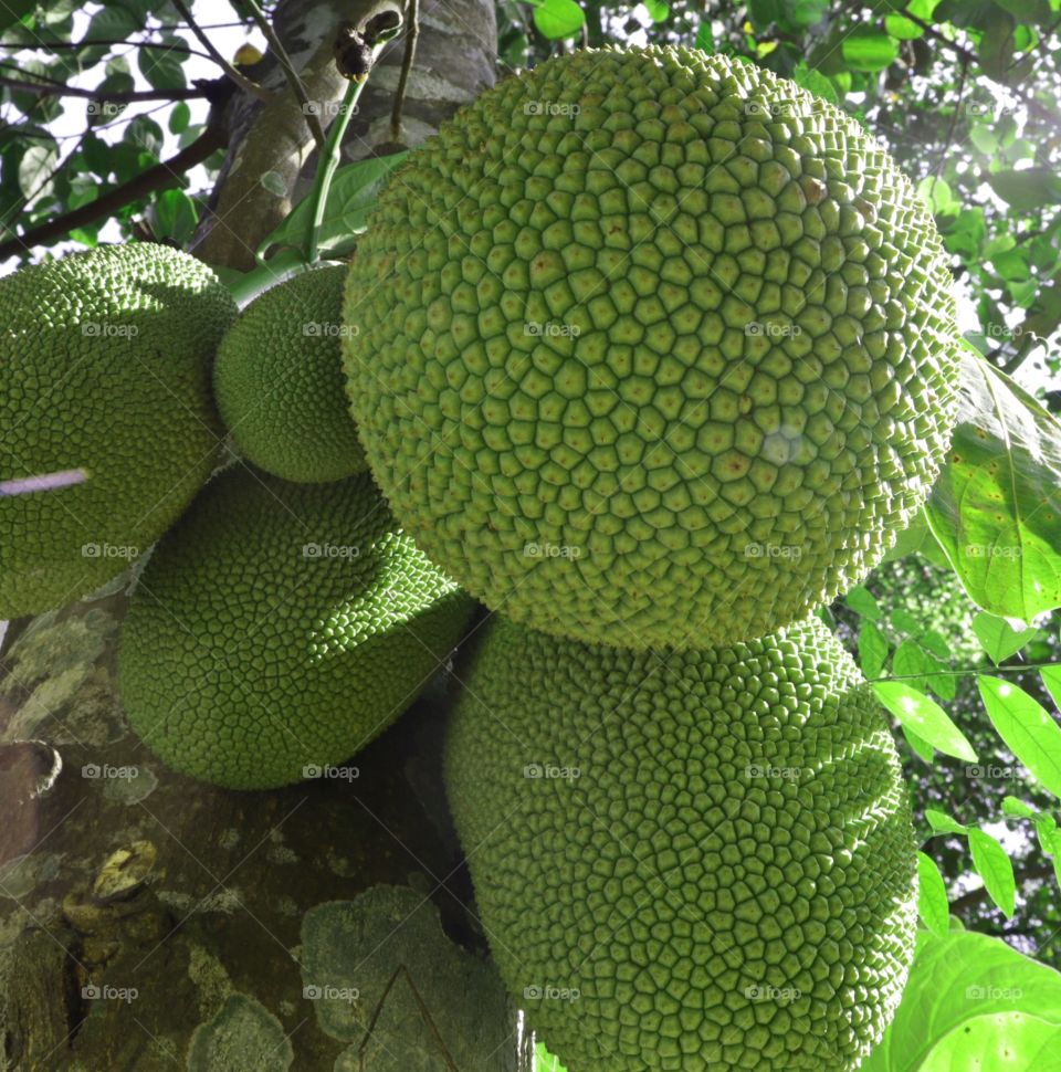 Jackfruit,,,,,,,,,in Kerala