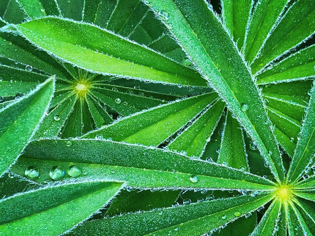 Nature art