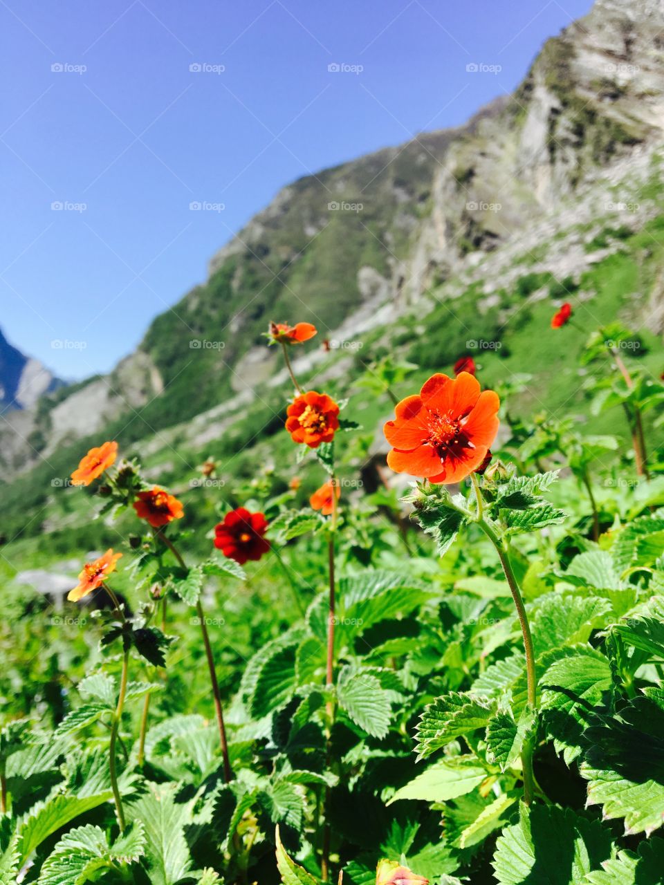 flowers valley chamoli