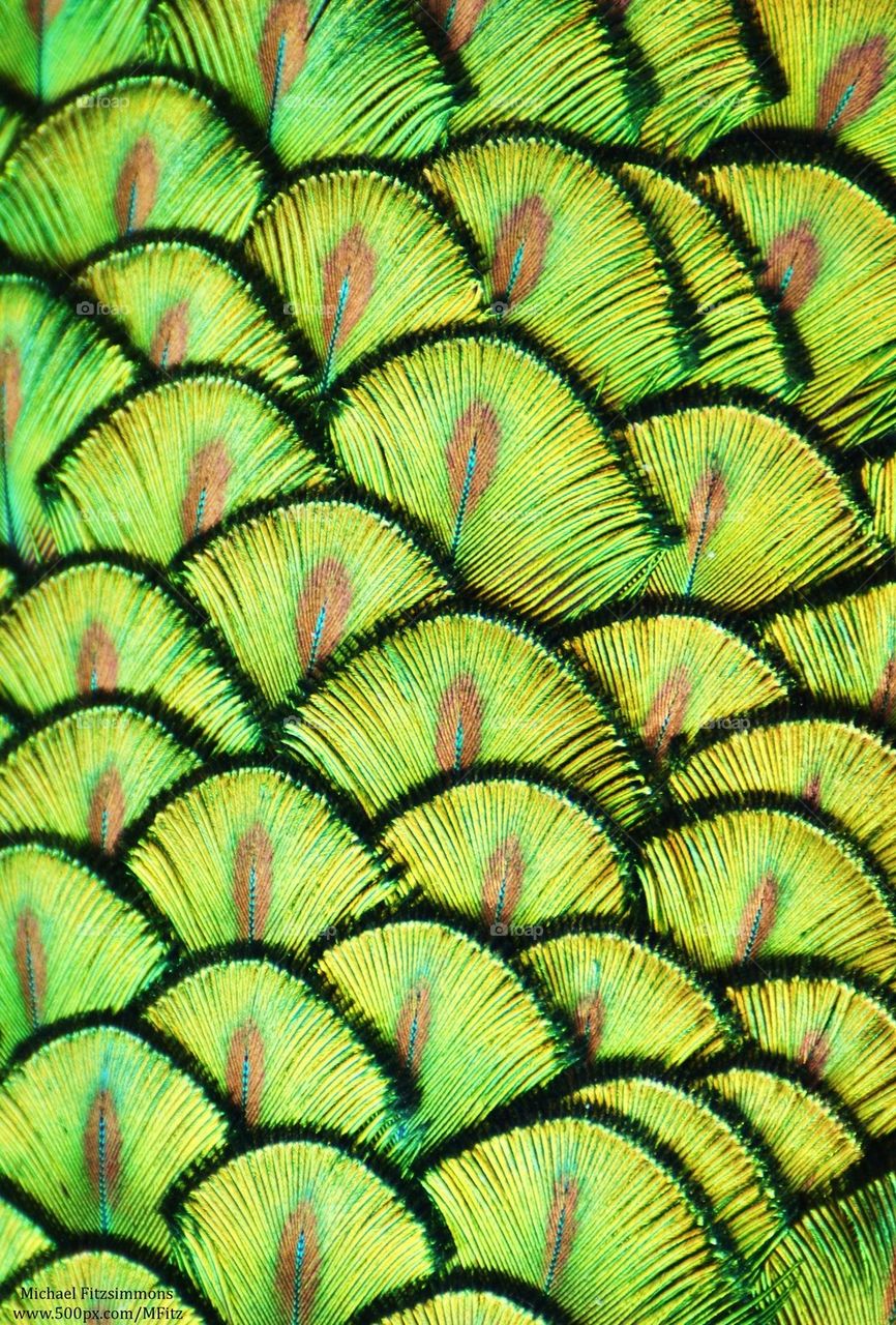 Peacock Scales