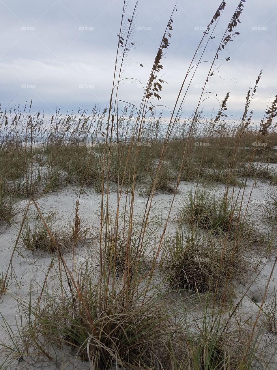 South Carolina sands