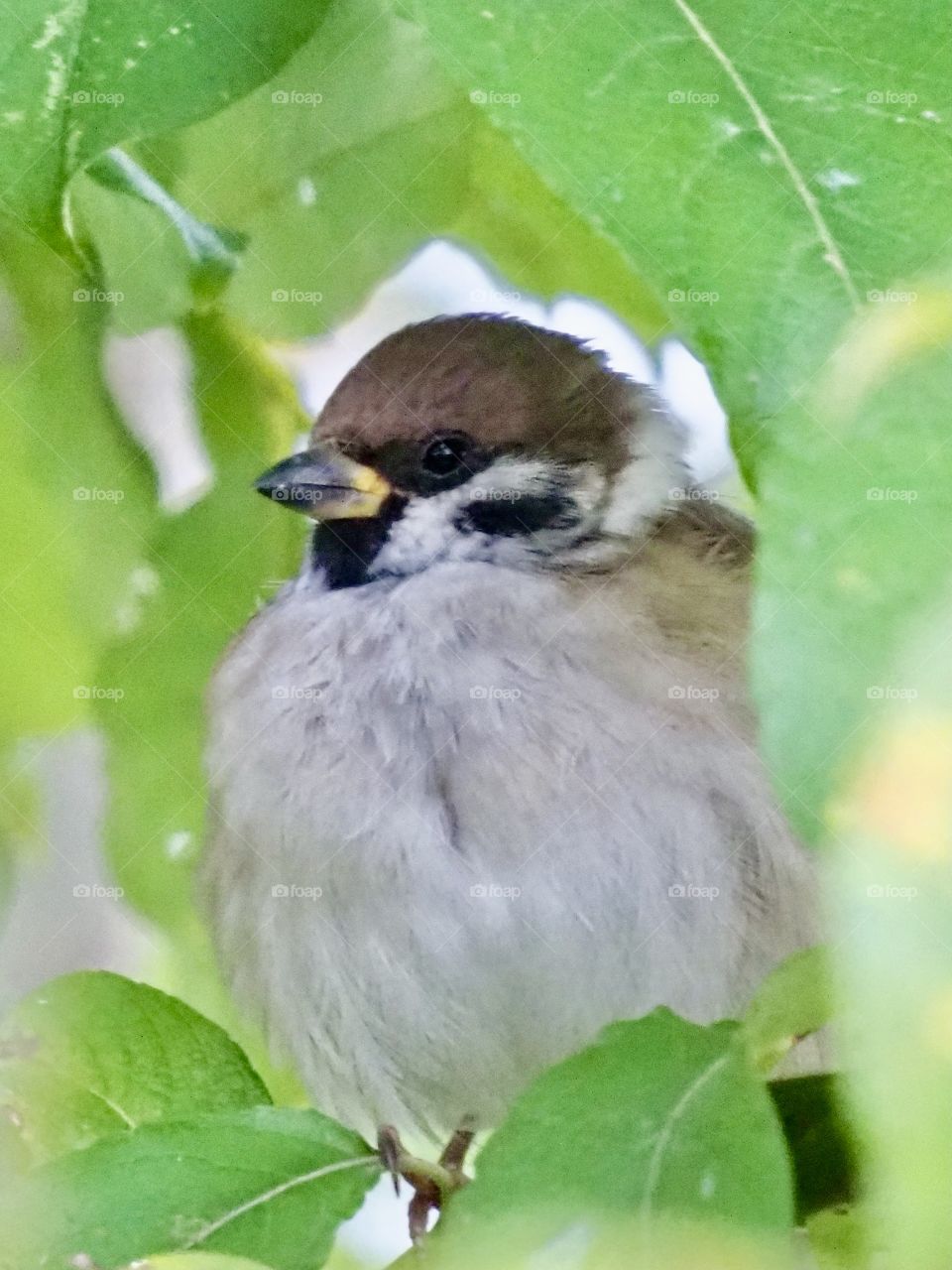Sparrow