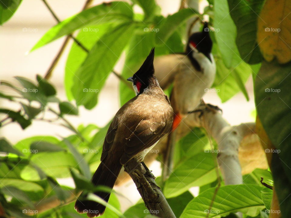 The red-whiskered bulbul (Pycnonotus jocosus), or crested bulbul, is a passerine bird found in Asia. It is a member of the bulbul family.