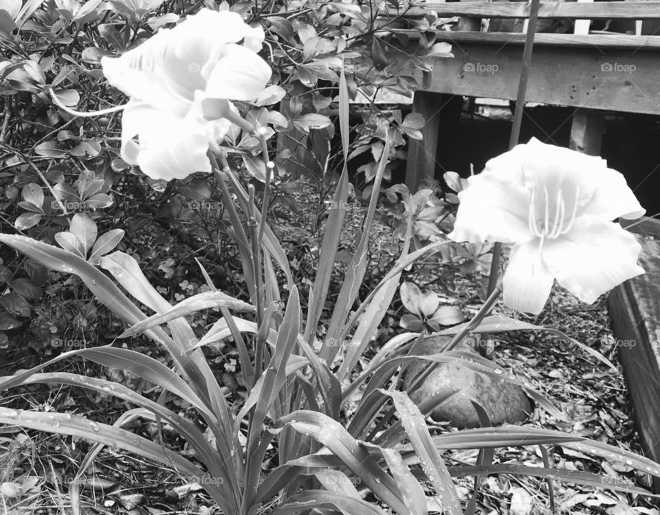 Blooming black and white picture of Day Lilies from the woods of South Georgia.   