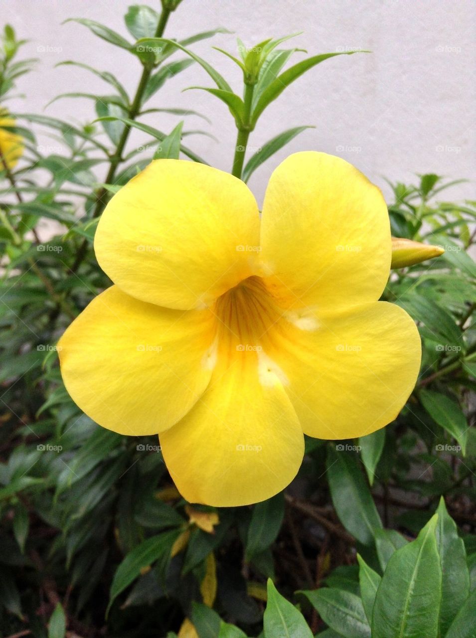 Yellow flower