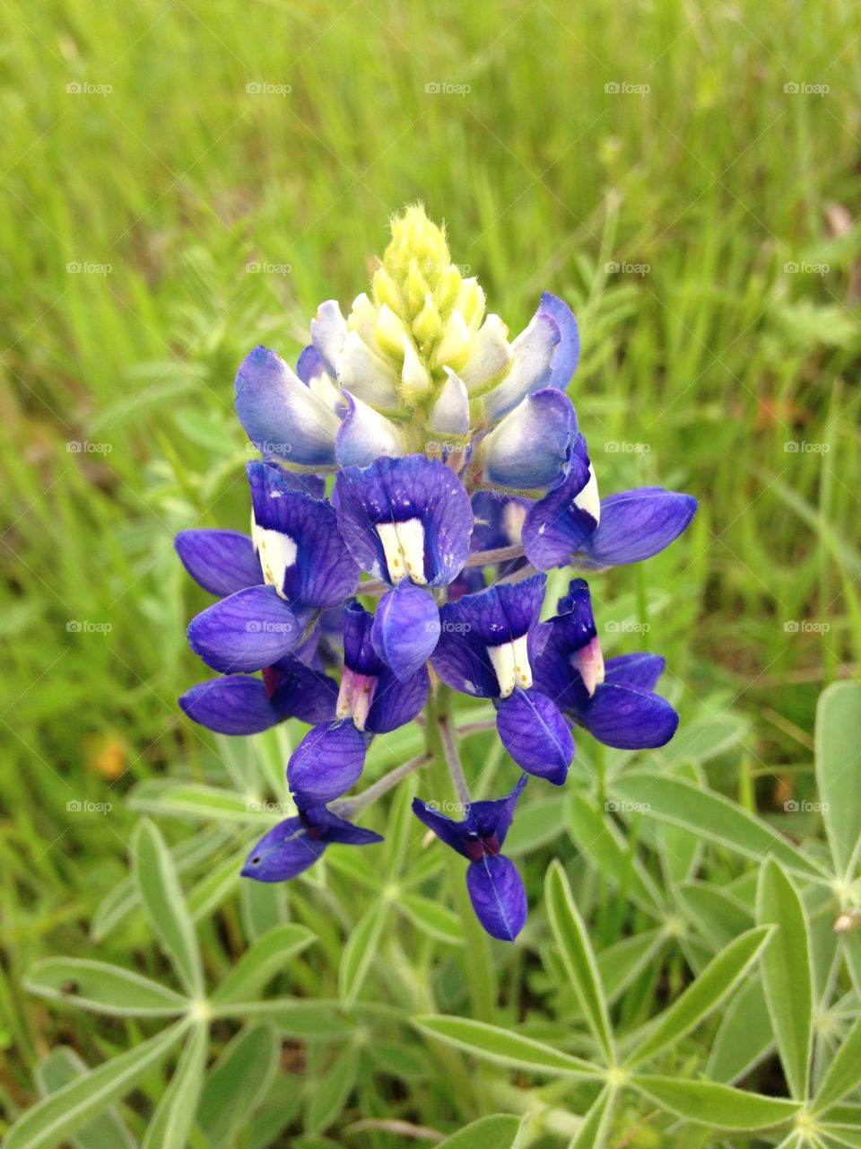 Texas Blue Bonnet wildflower.