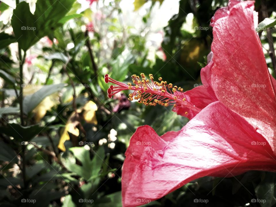 Beautiful Hibiscus blooming in nature conditiond