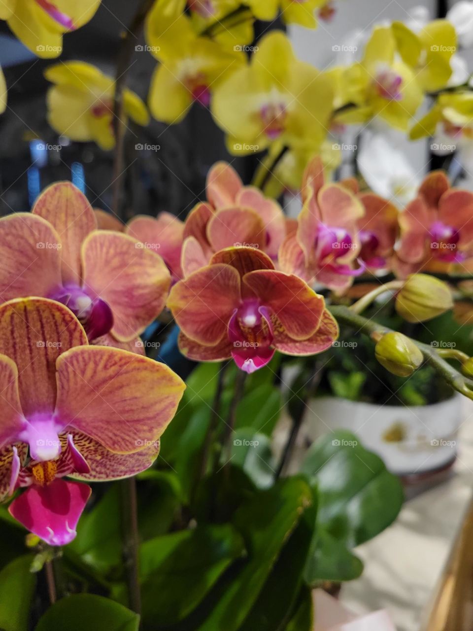 red orange yellow orchids flowers