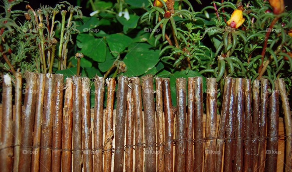 green garden plants wood by Petalskull