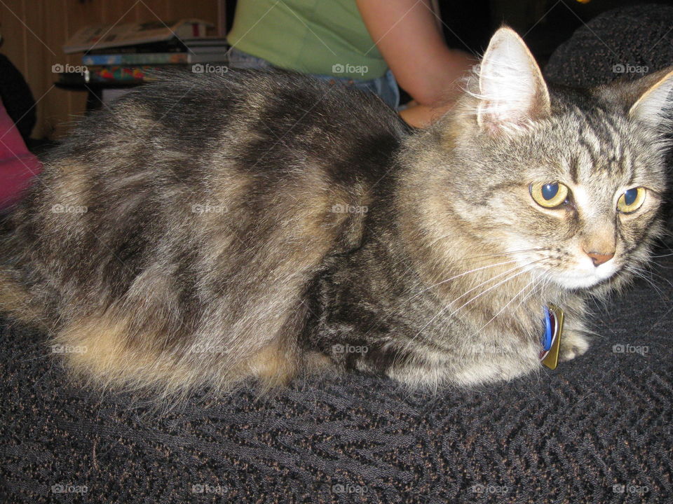 Cat in meatloaf position Tabby