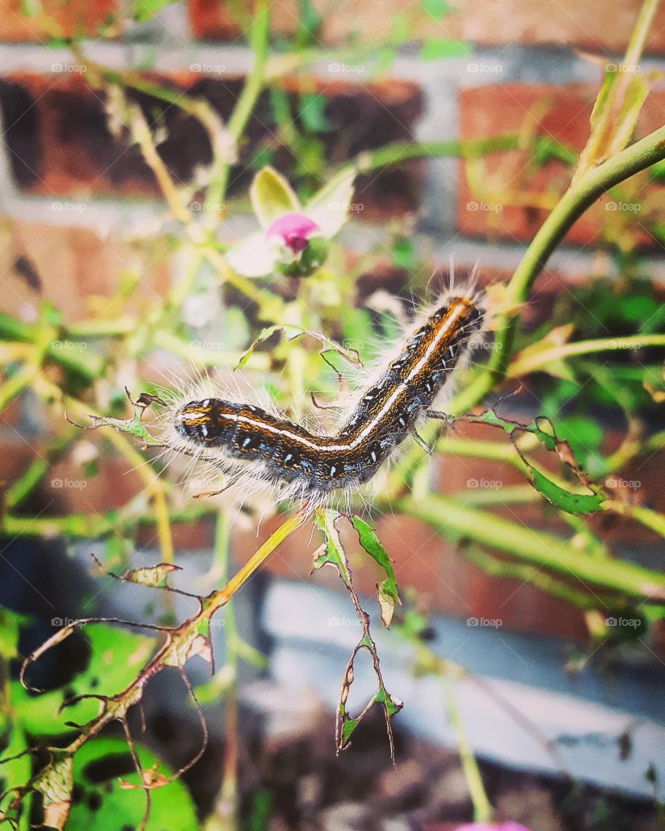 Young Caterpillar has Lunch