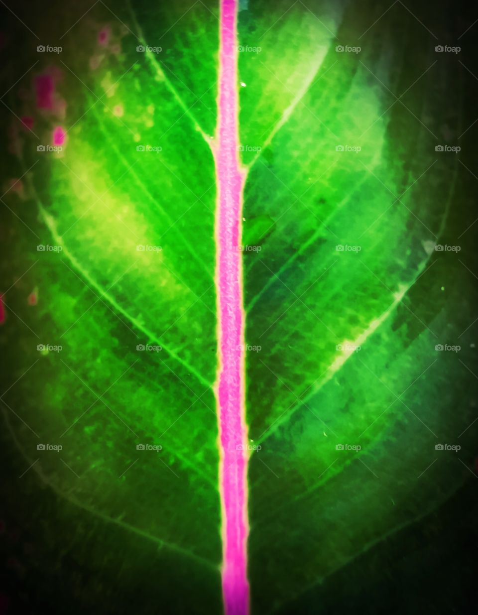 pink leaf bone