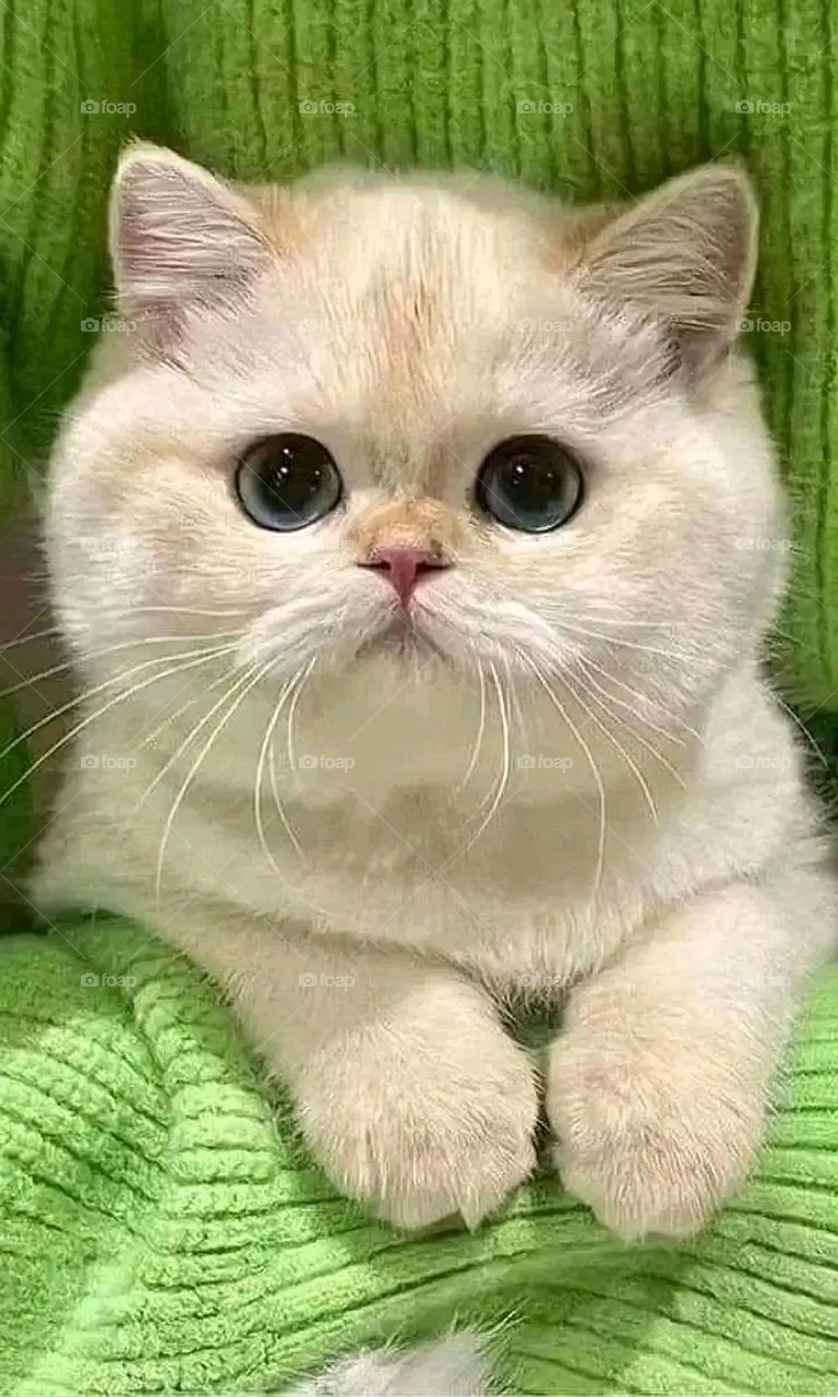 A very beautiful picture, and there is no better picture than it. There is no better picture of green herbs and colorful, red and white roses than it. Glory be to God, the natural and picturesque view, and there is no more