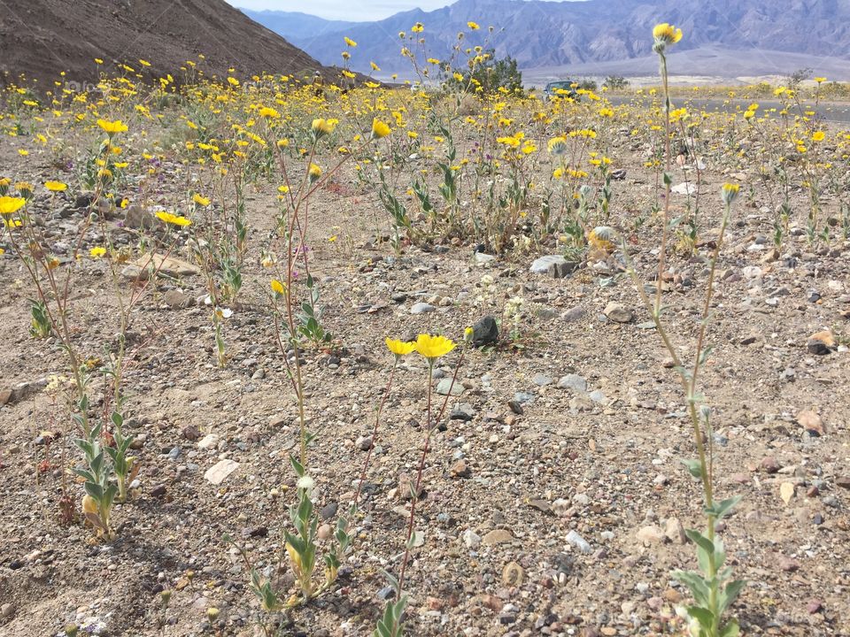 Death Valley blooms