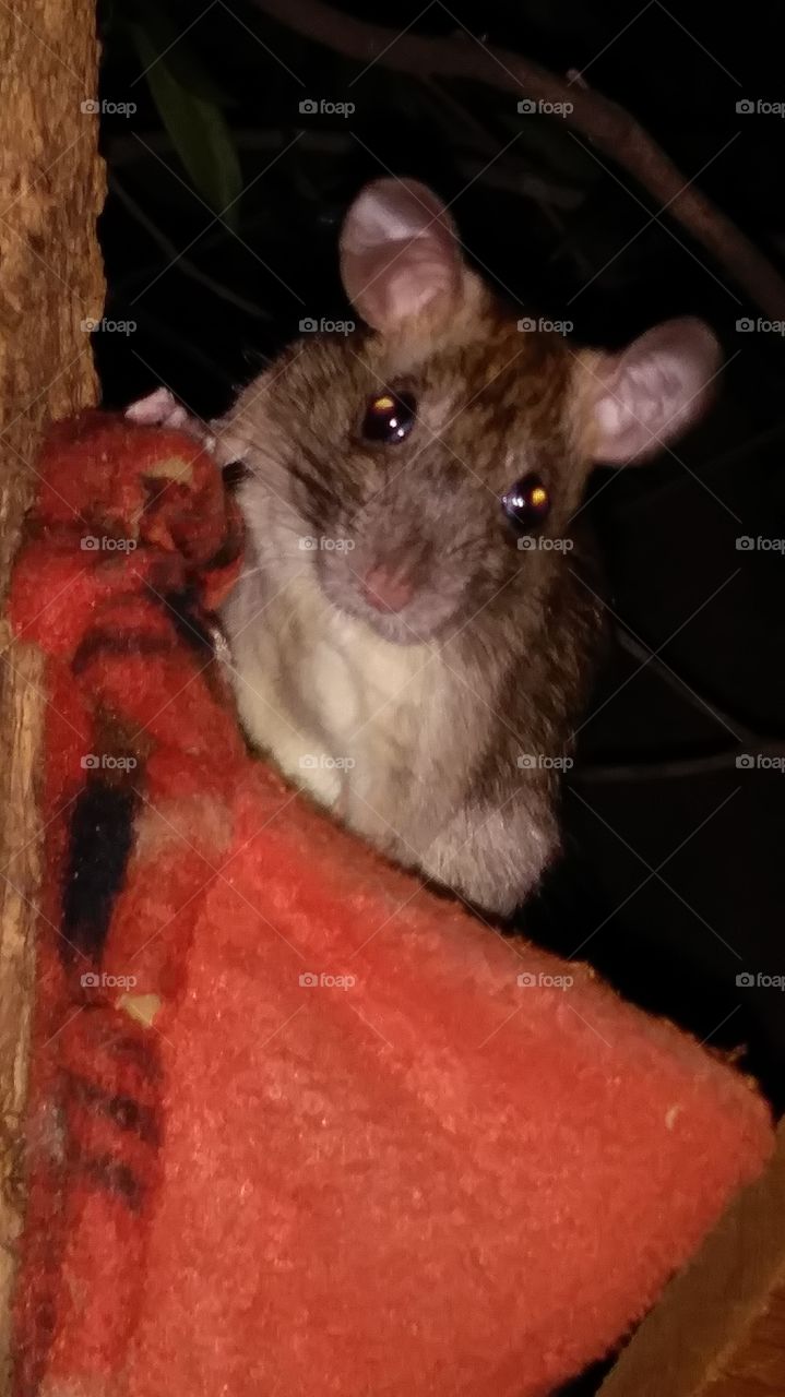 new face at the flying squirrels spot. ☺