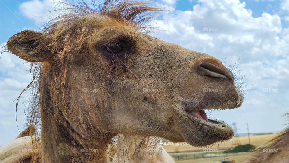 The head of a camel in close-up against a blue sky with clouds.