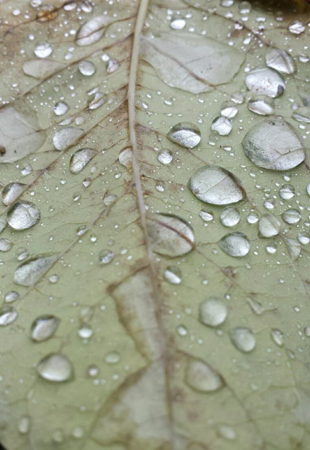 dew