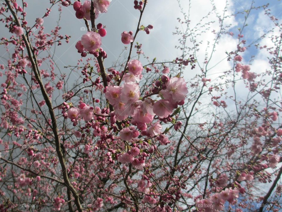 Taken a few years ago in Japan during the ultimate spring event: the Sakura blossoming season :)