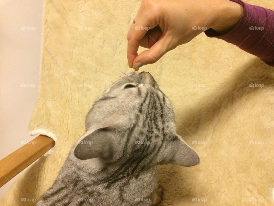 Giving cat a vitamin