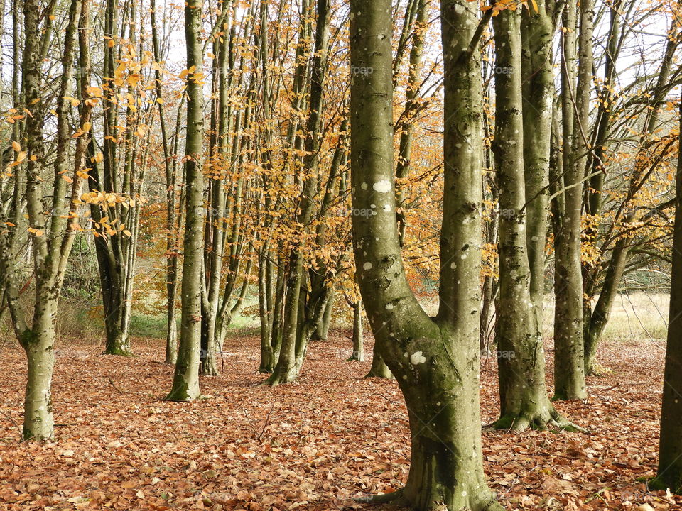 bare trees in the forest