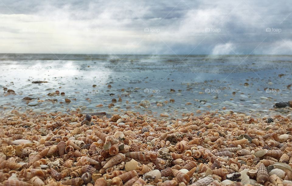 Seashells at beach