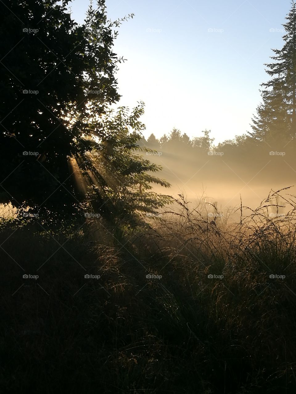 sunrise through the fog