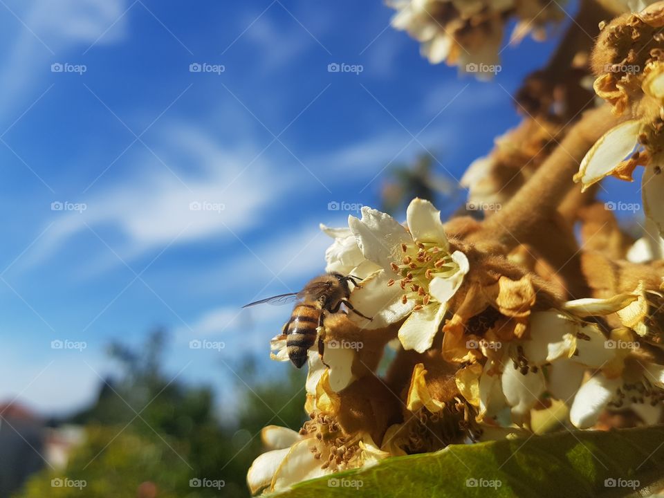 Hello
Please like my pictures and follow me
Thank you
Bee flower