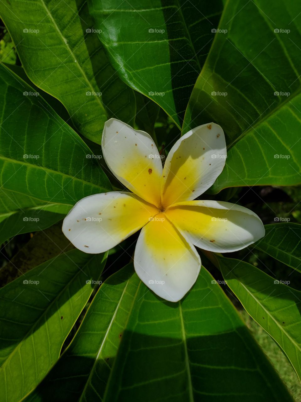 plumeria