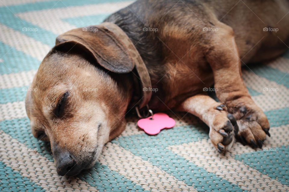 Stella the dachshund resting on a hot summer day.