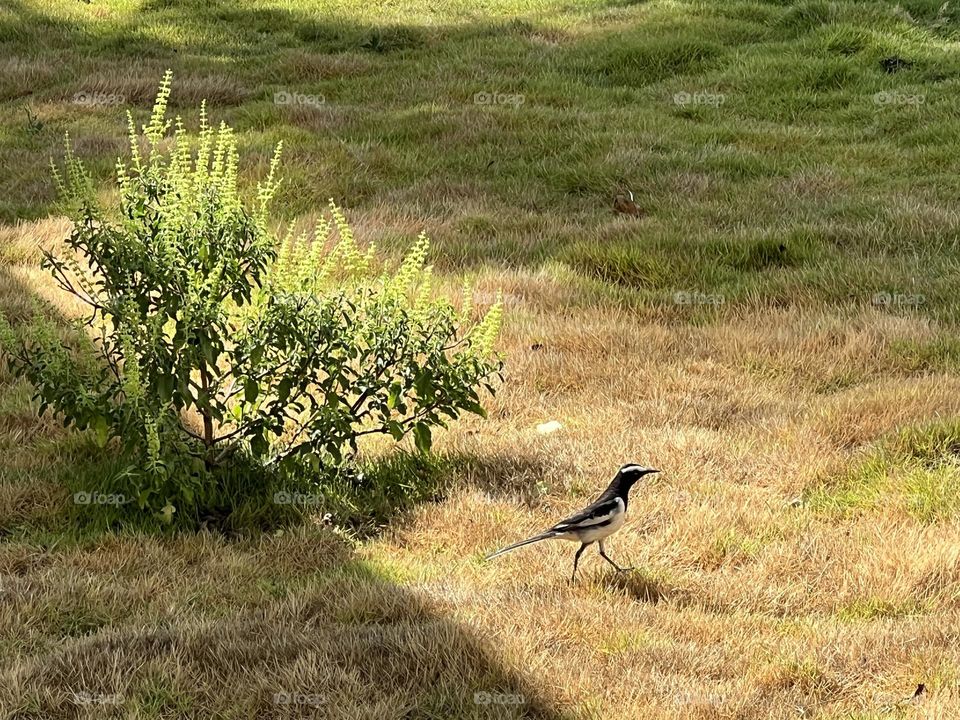 Oriental magpie robin soaking up some Vitamin D 