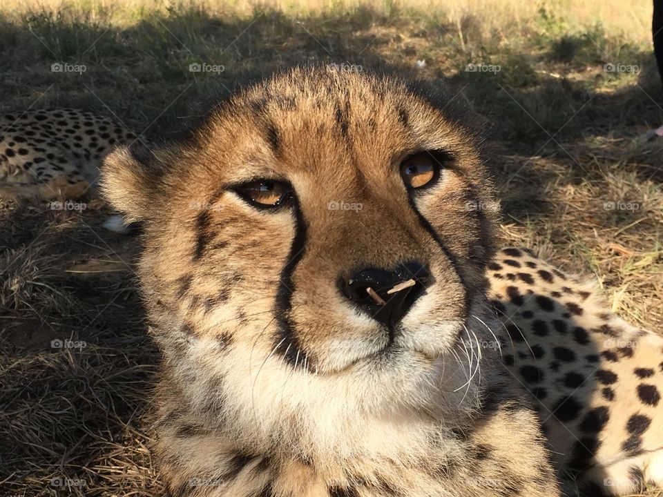 Cheetah Face.