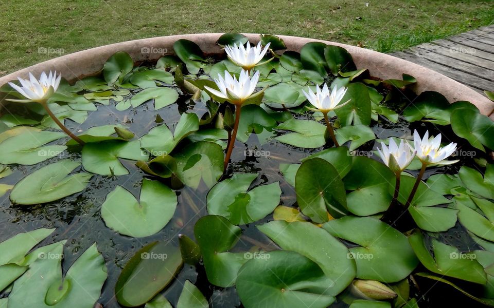 water lily