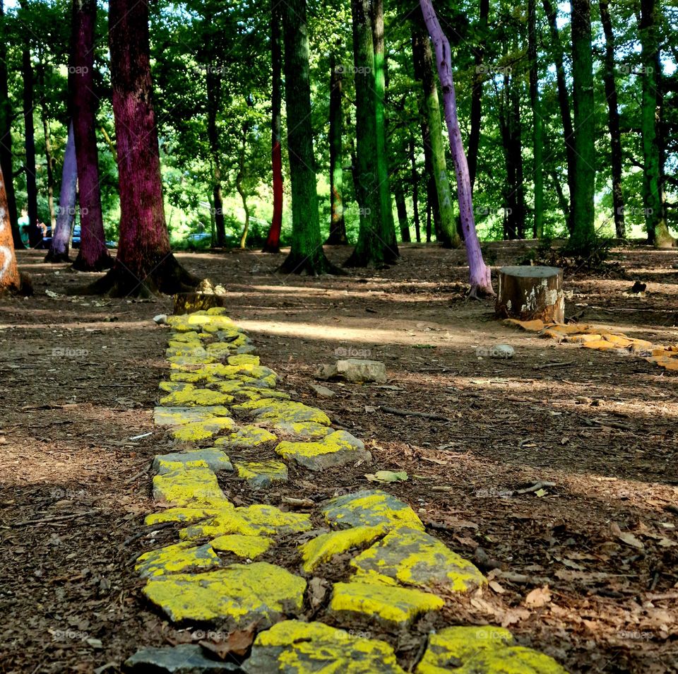 yellow alley in the colored forest