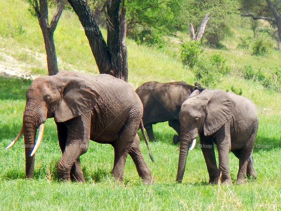Young elephant bros. Game drive in Tarangire National park