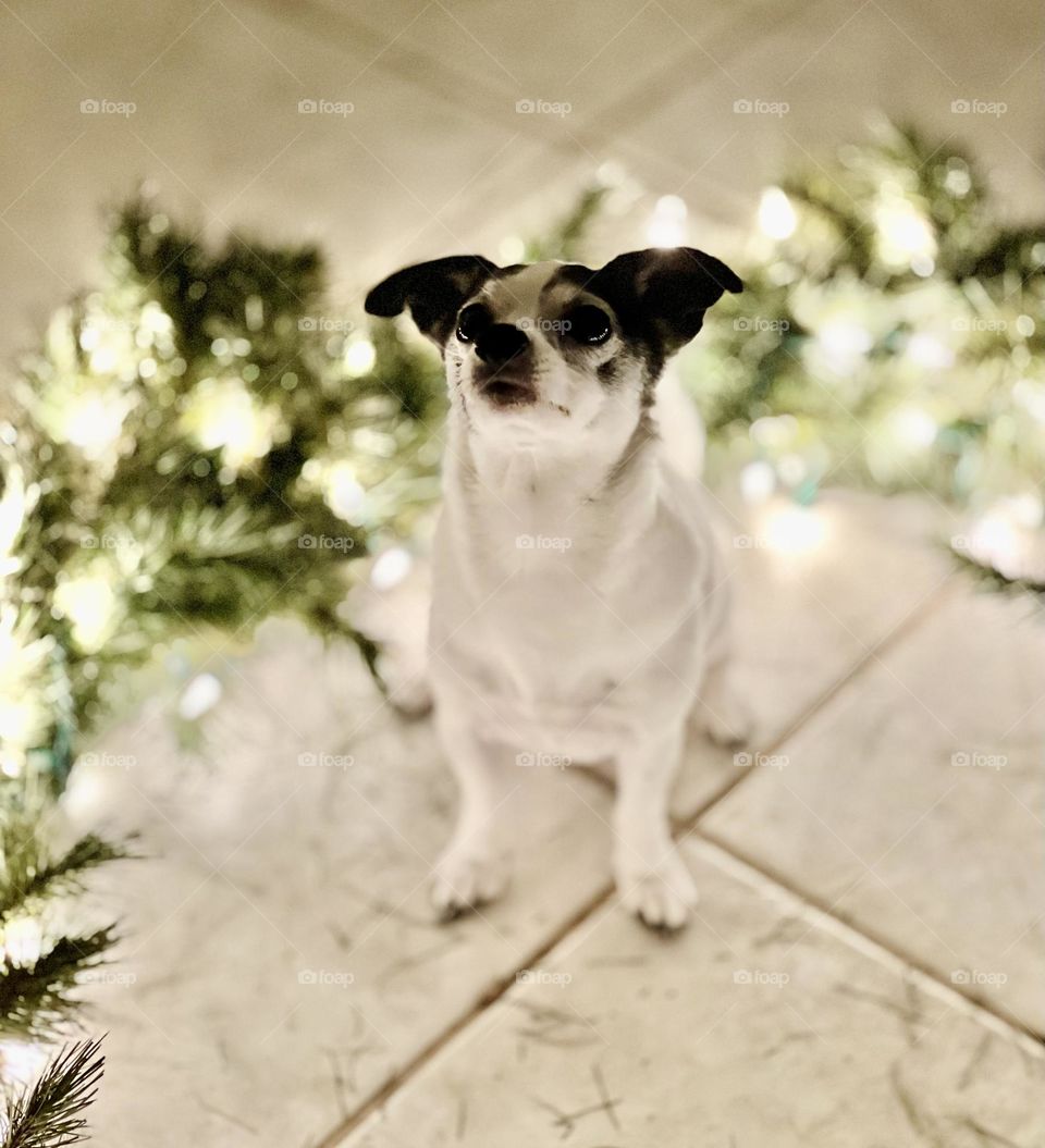 Merry Christmas Delphine