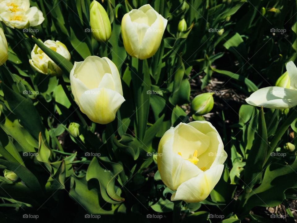 Pretty white tulip in bloom