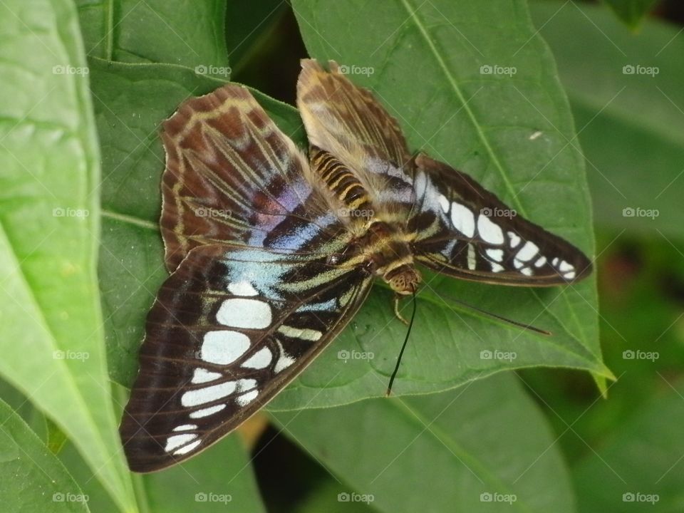 Blue gray butterfly