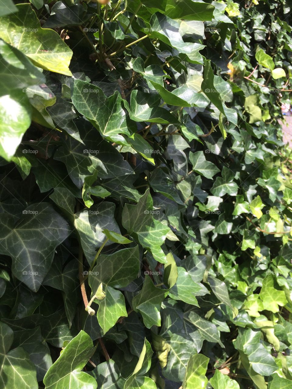 Wall of ivy