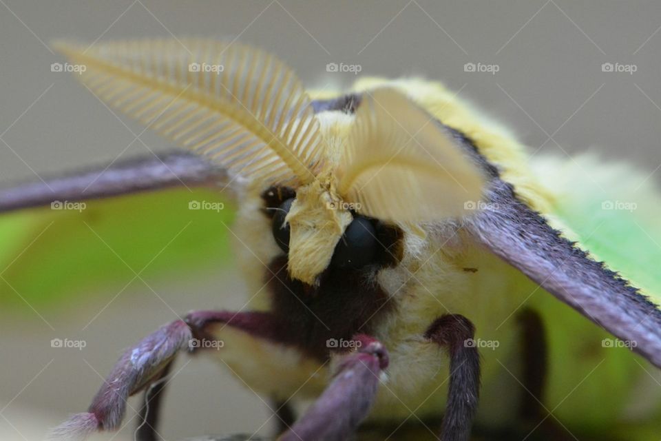 Luna moth face