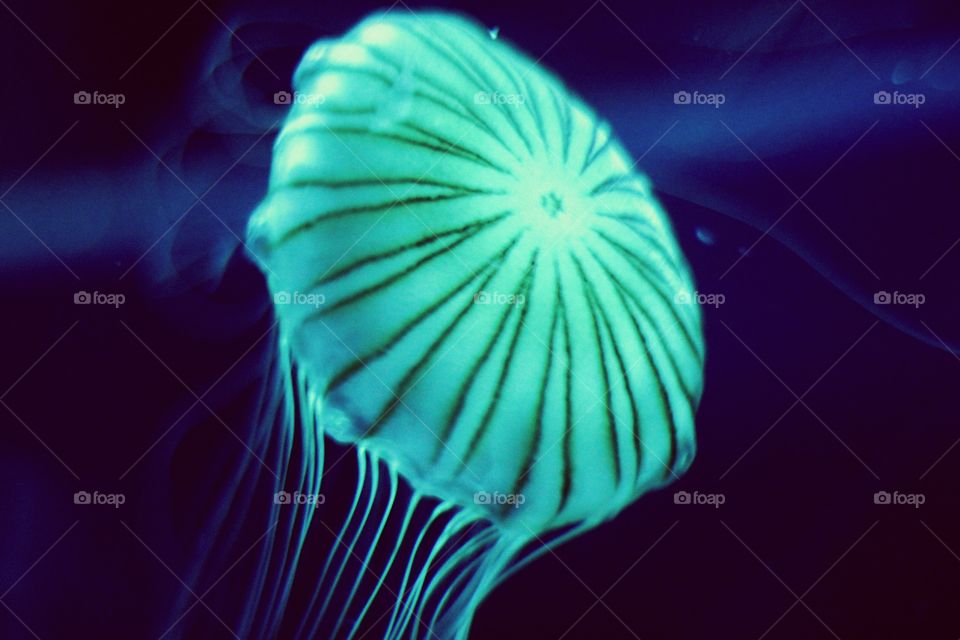 Jellyfish