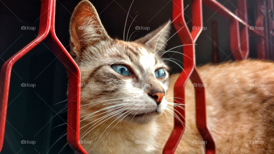 O gato olhando da janela.