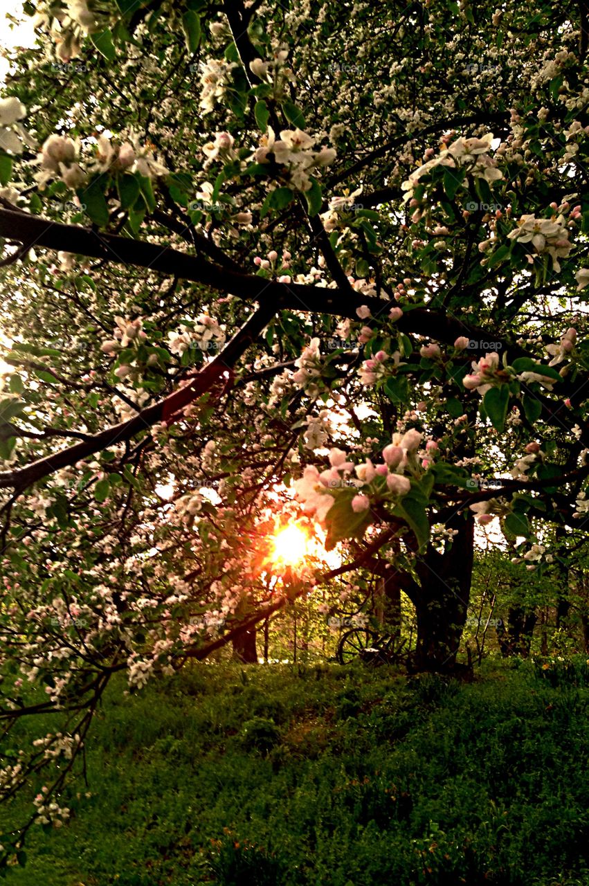Sunset through apple blossoms. Sunset through Apple tree