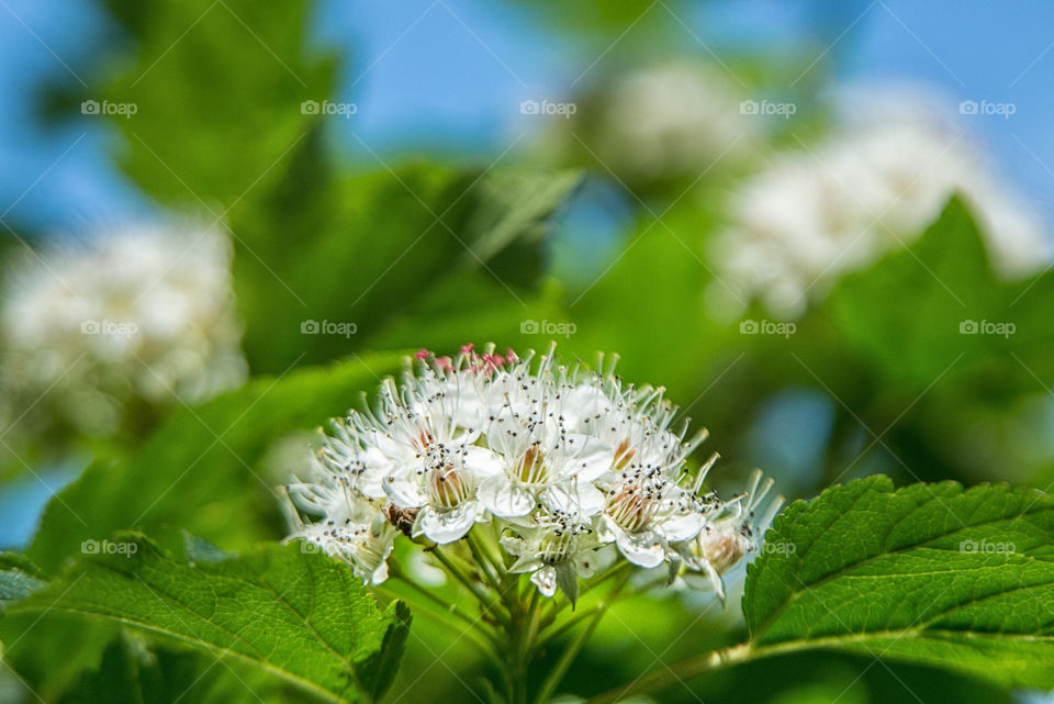 White flowers