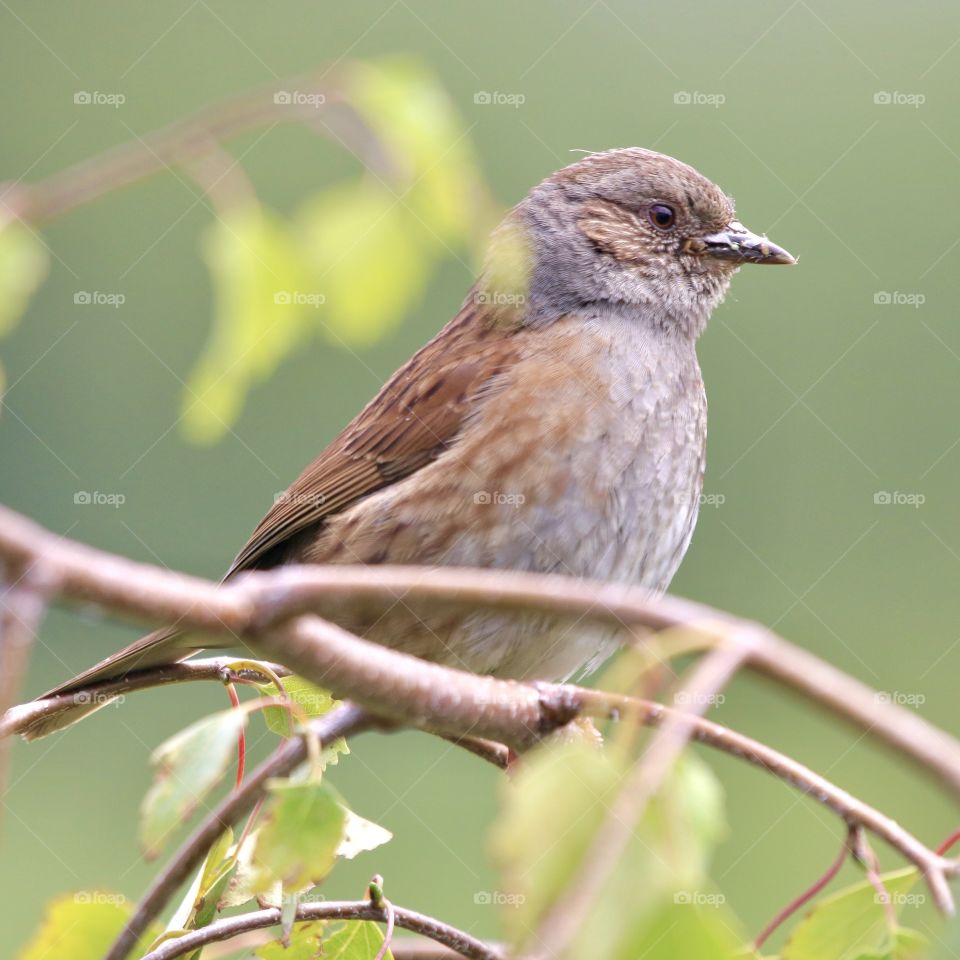 Dunnock 