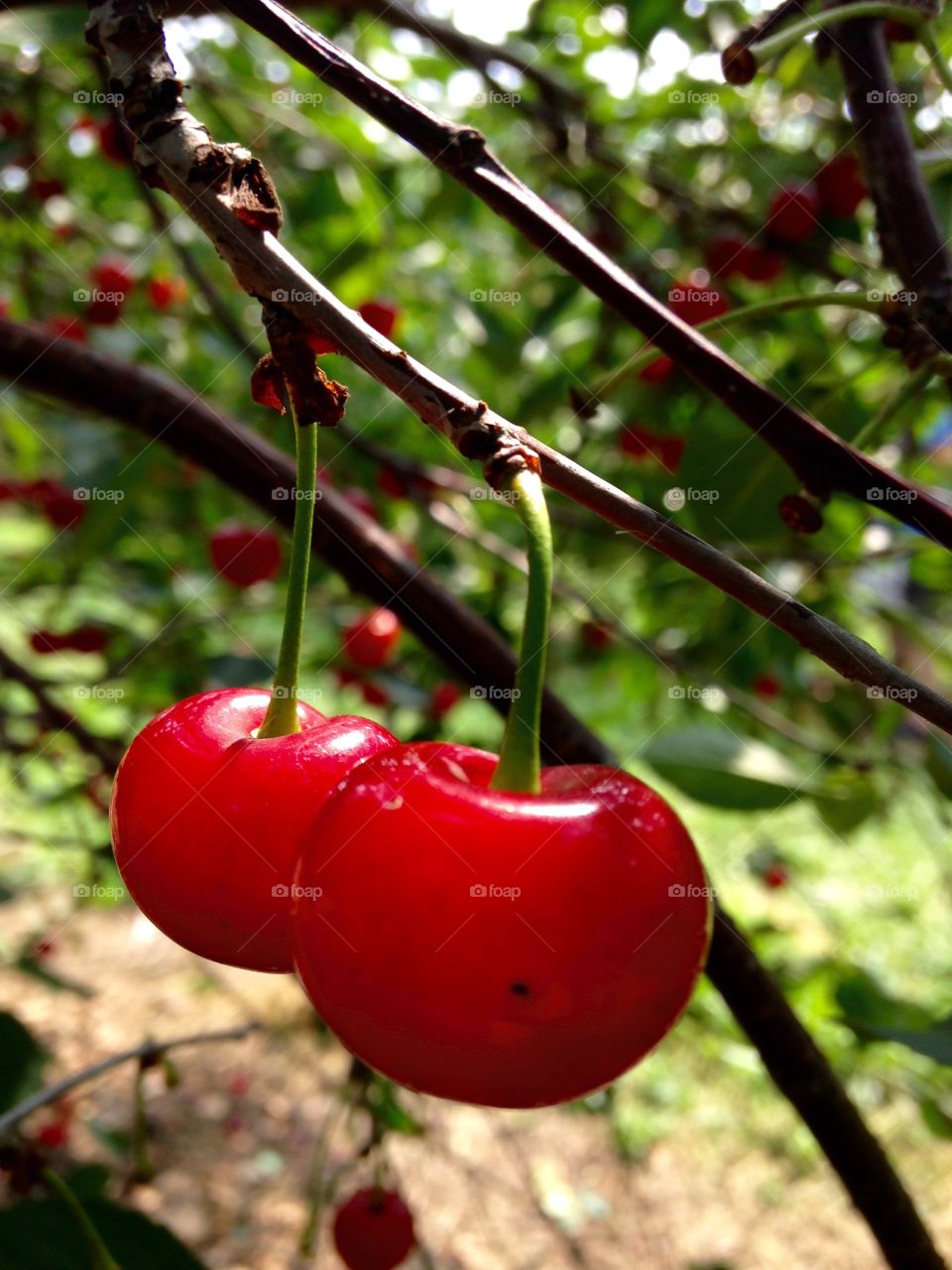 Cherry fruits growing on tree branch
