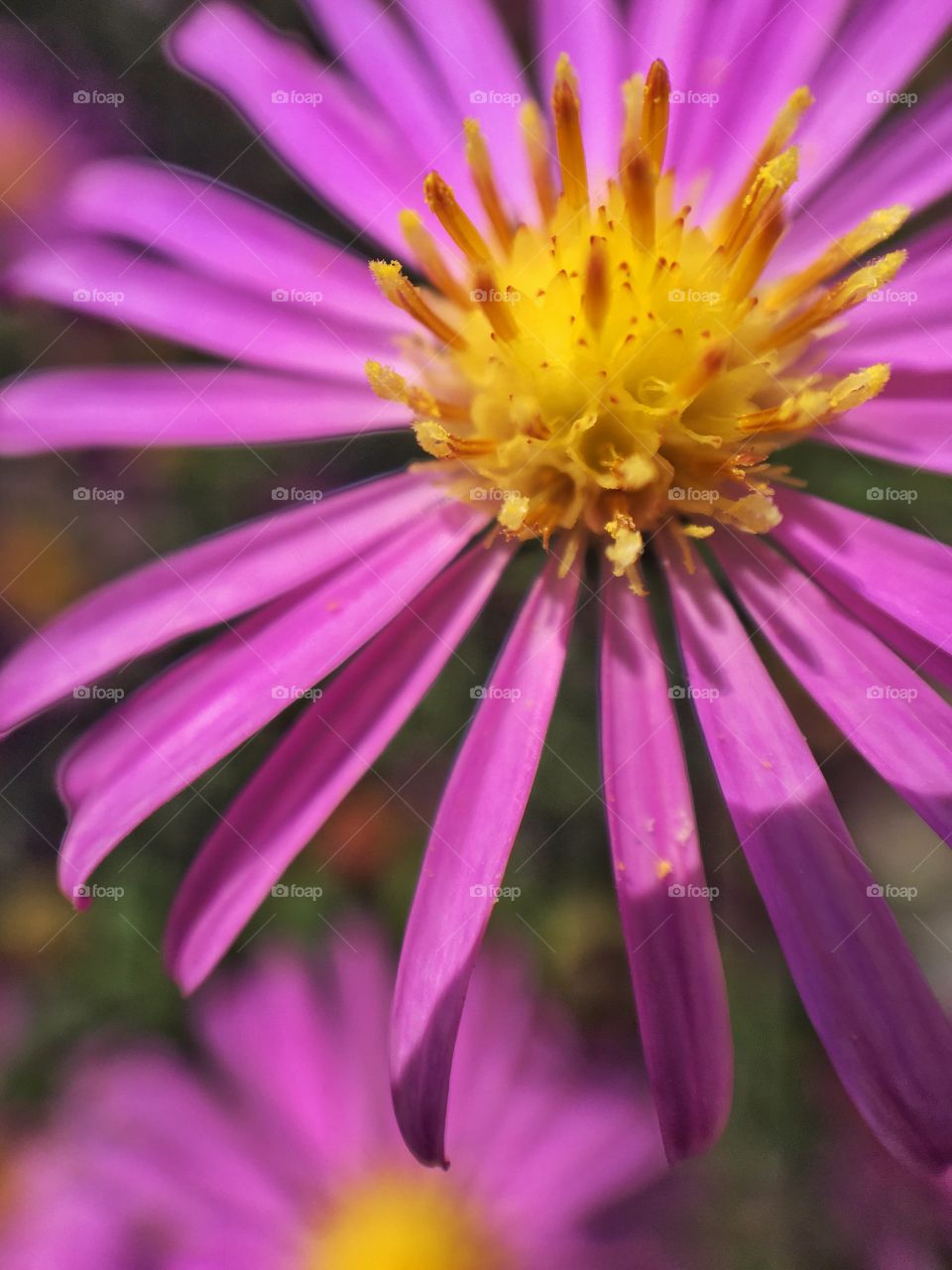 Close-up of pink flower