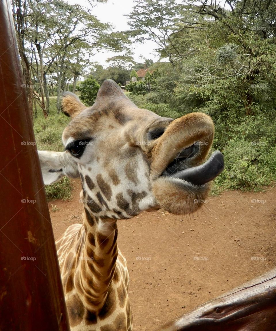 Kenyan Giraffe Sanctuary  